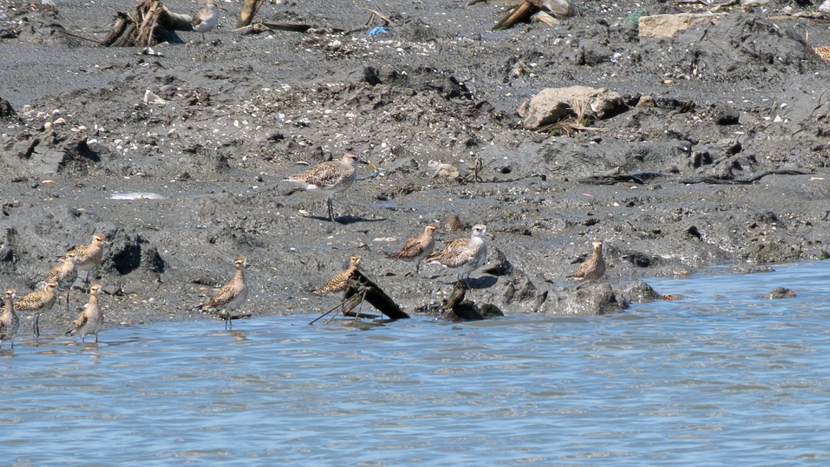 Black-bellied Plover - ML615244229