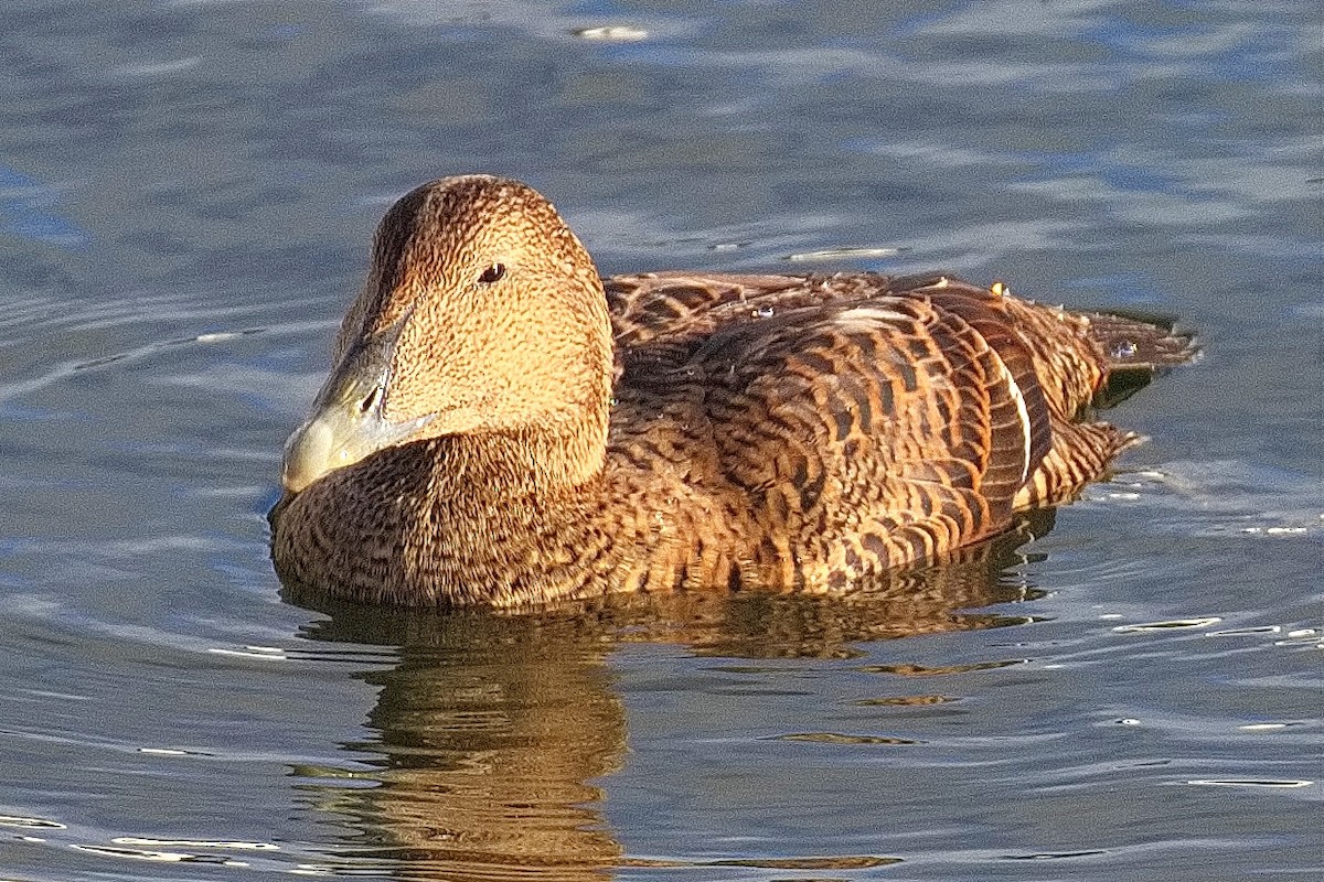 Common Eider - ML615244263