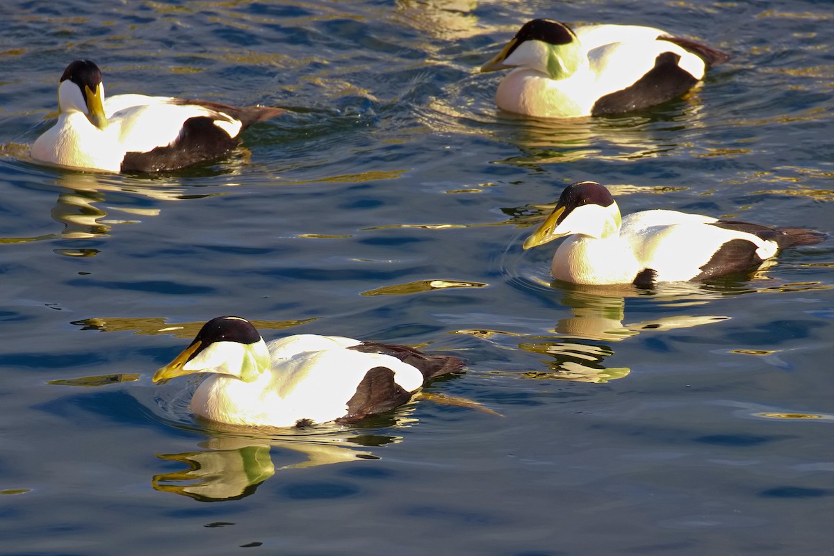 Common Eider - ML615244278