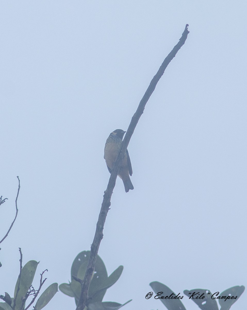 Green-naped Tanager - Euclides "Kilo" Campos