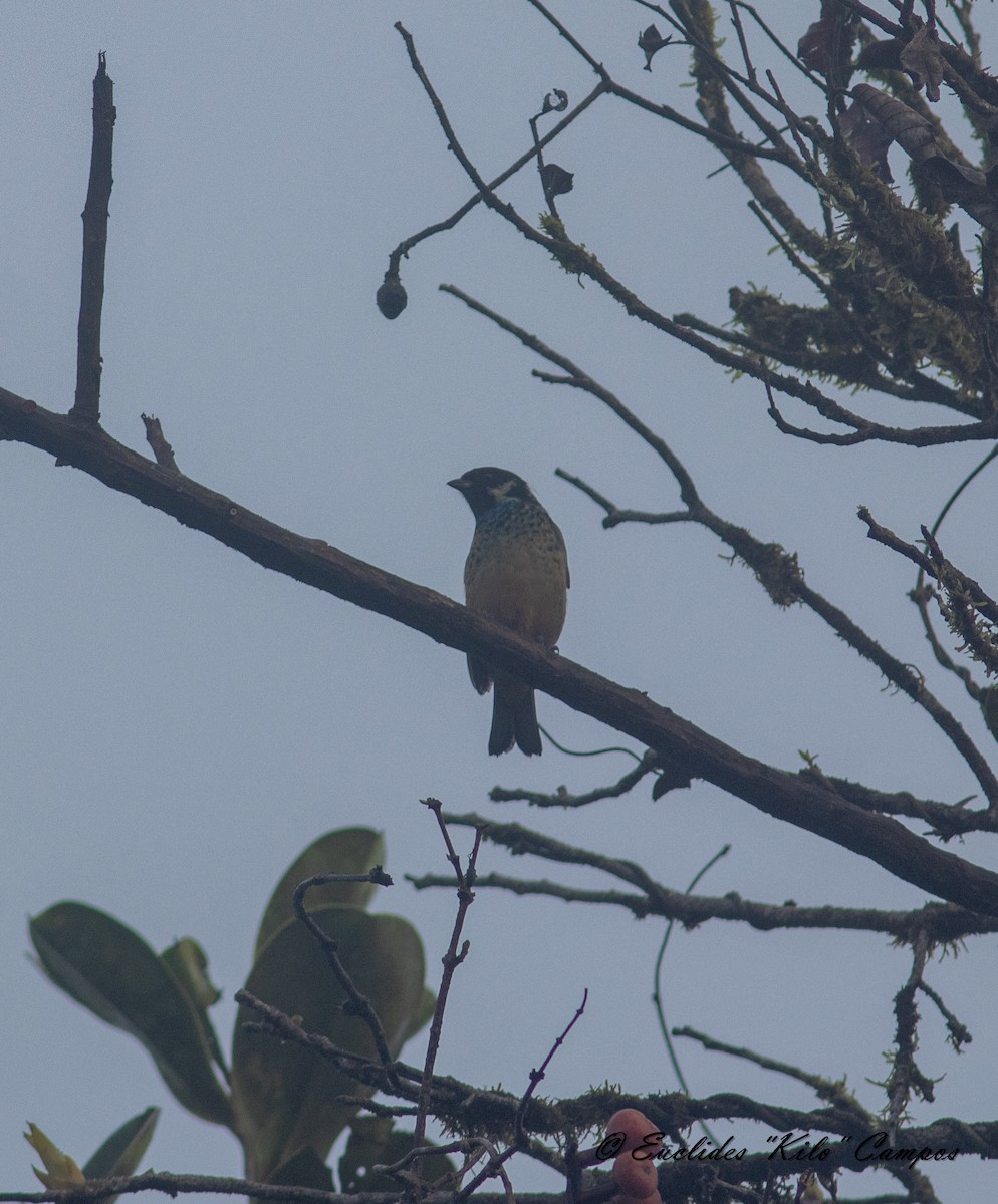 Green-naped Tanager - ML615244380