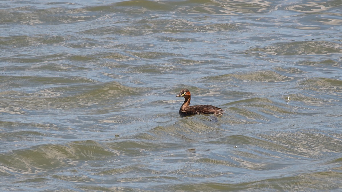 Little Grebe - ML615244448