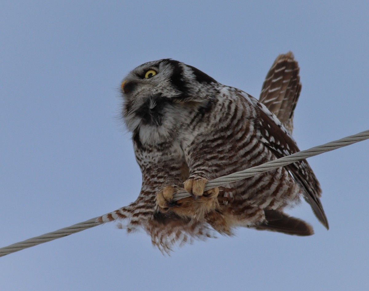 Northern Hawk Owl - Jane Sender