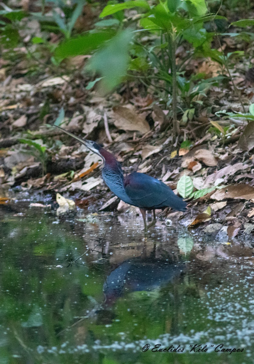 Agami Heron - ML615244578