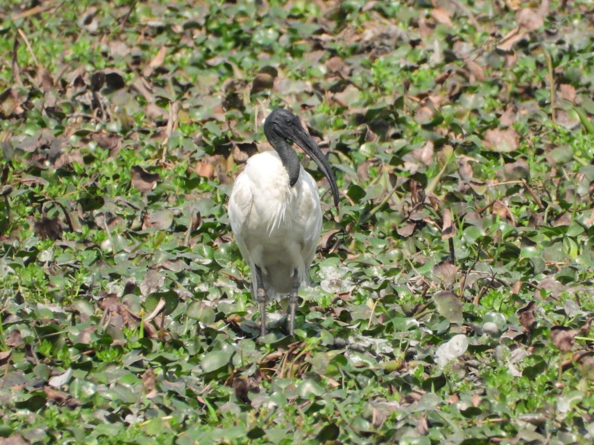 Ibis à tête noire - ML615244600