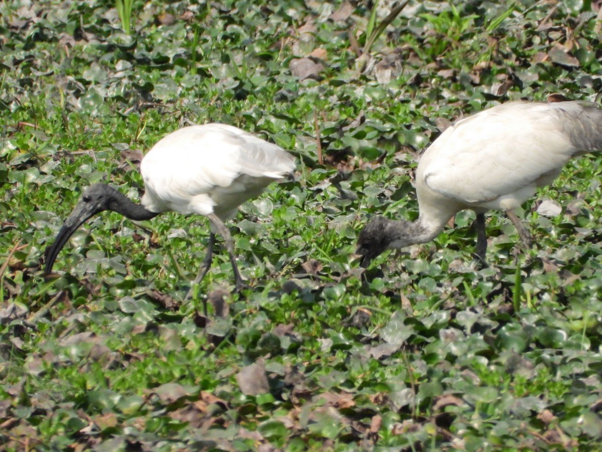 Black-headed Ibis - ML615244602