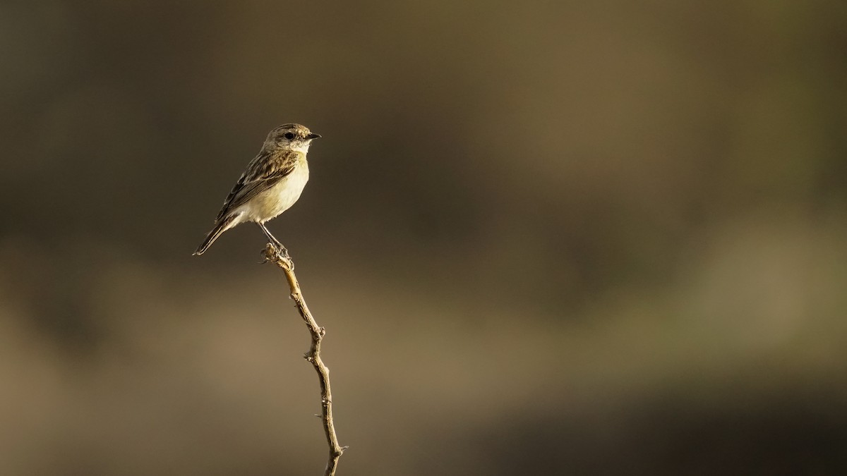 Siberian Stonechat - ML615244618