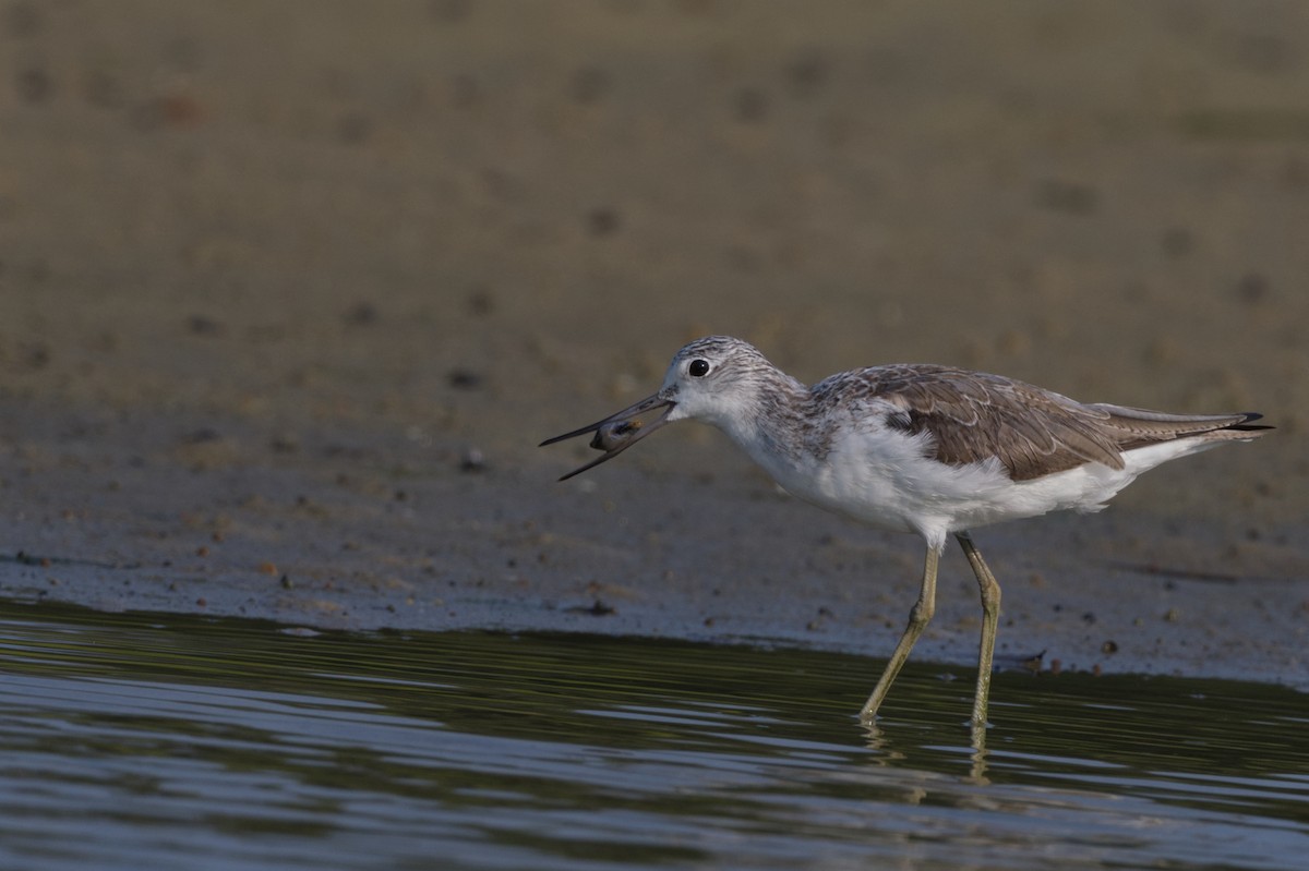 Common Greenshank - ML615244636