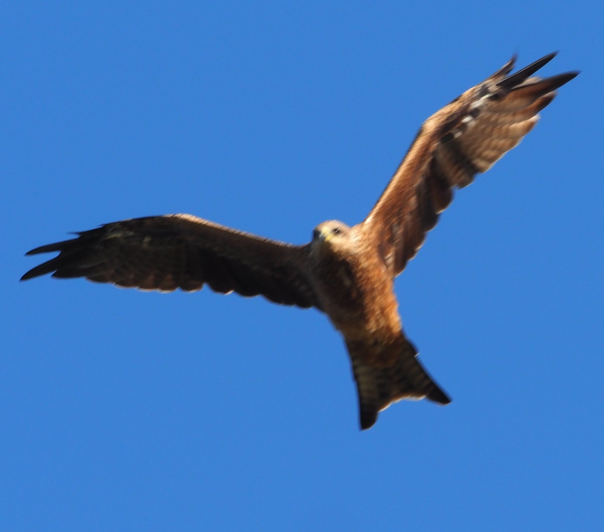 Black Kite - ML615244791