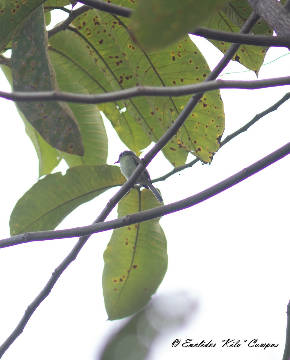 Yellow-green Tyrannulet - ML615244804