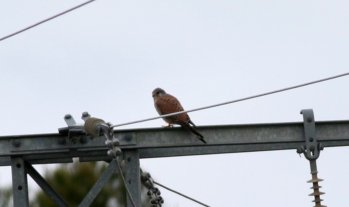 Eurasian Kestrel - ML615244806