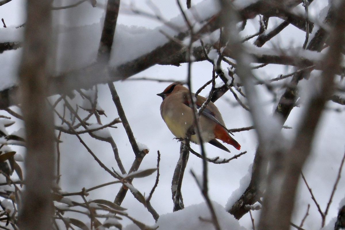 Japanese Waxwing - Charley Hesse TROPICAL BIRDING