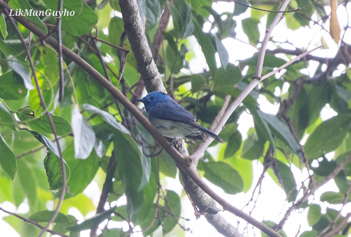 Black-naped Monarch - ML615244884