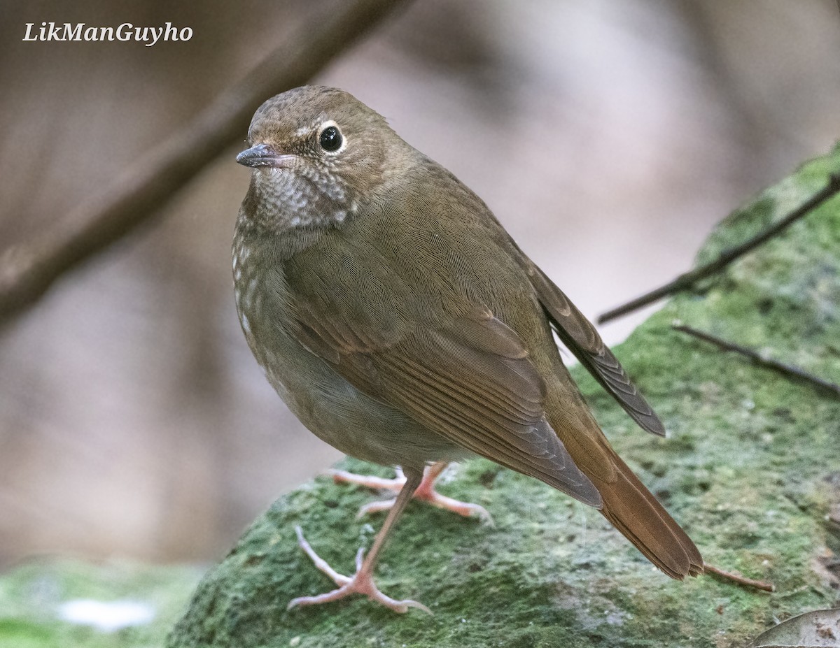 Rufous-tailed Robin - ML615244895