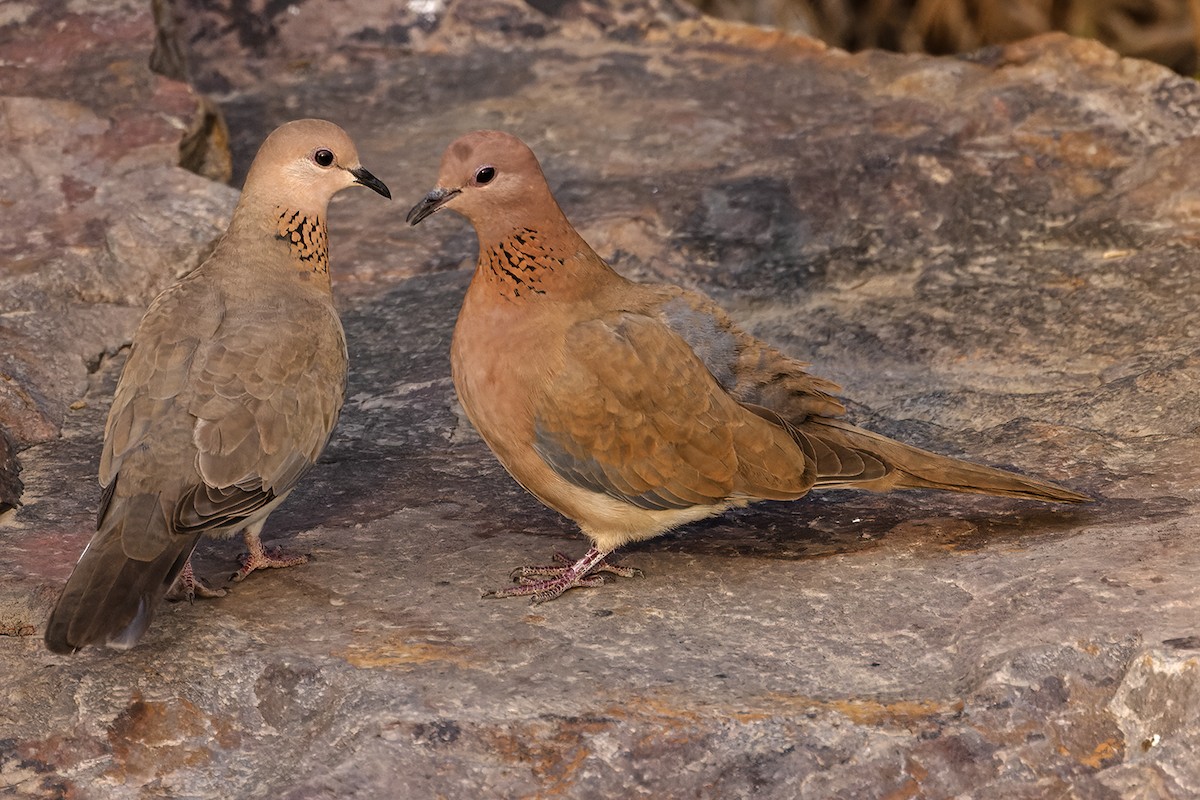 Laughing Dove - ML615244913