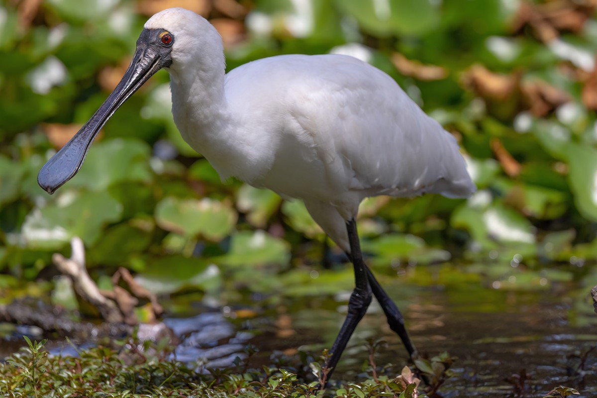 Royal Spoonbill - ML615245002