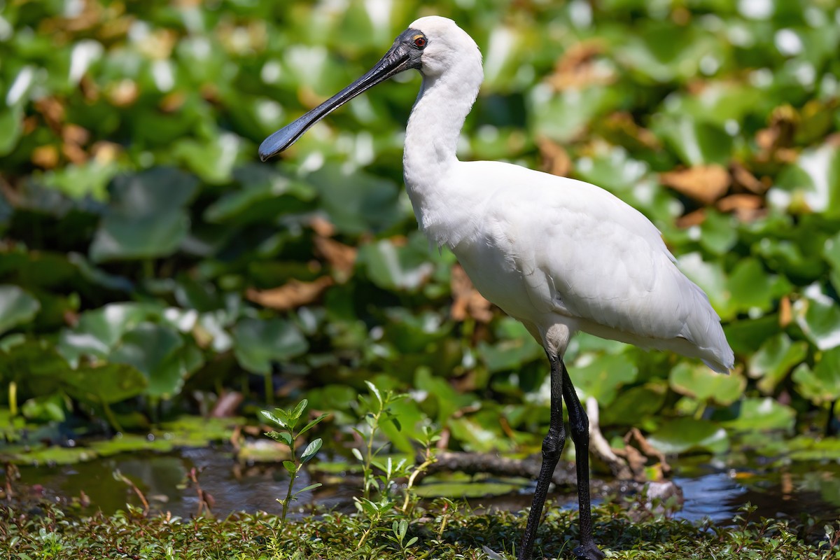 Royal Spoonbill - ML615245007