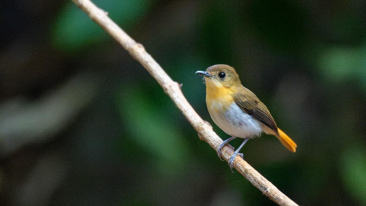 Palawan Flycatcher - ML615245140