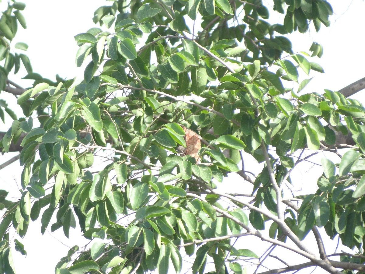 Thick-billed Flowerpecker - ML61524521