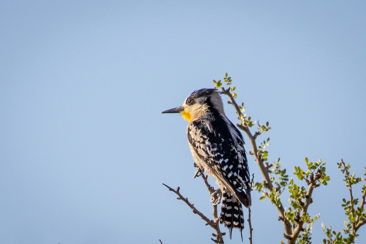 White-fronted Woodpecker - Michael Warner