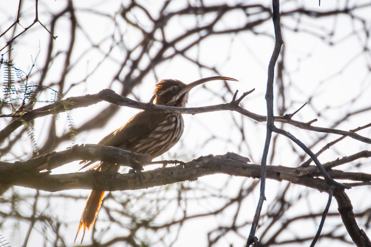 Scimitar-billed Woodcreeper - ML615245237