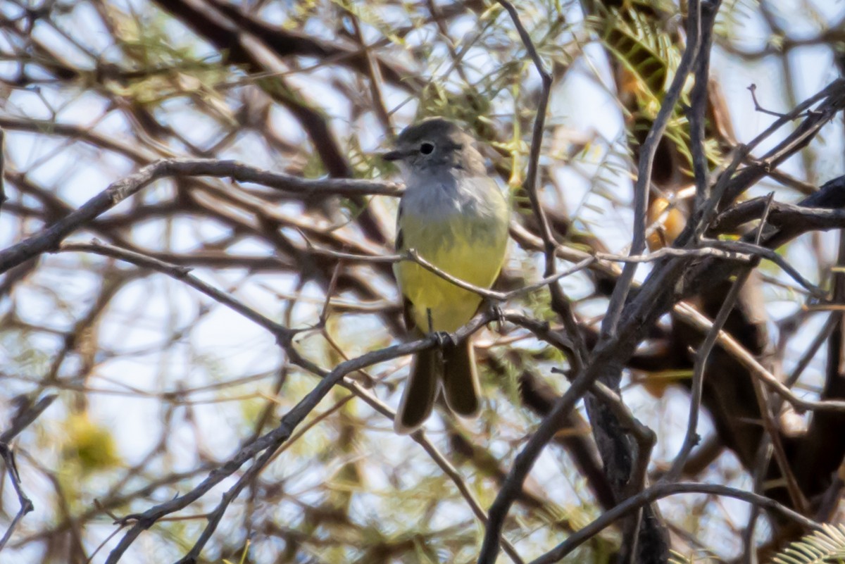 Southern Scrub-Flycatcher - Michael Warner