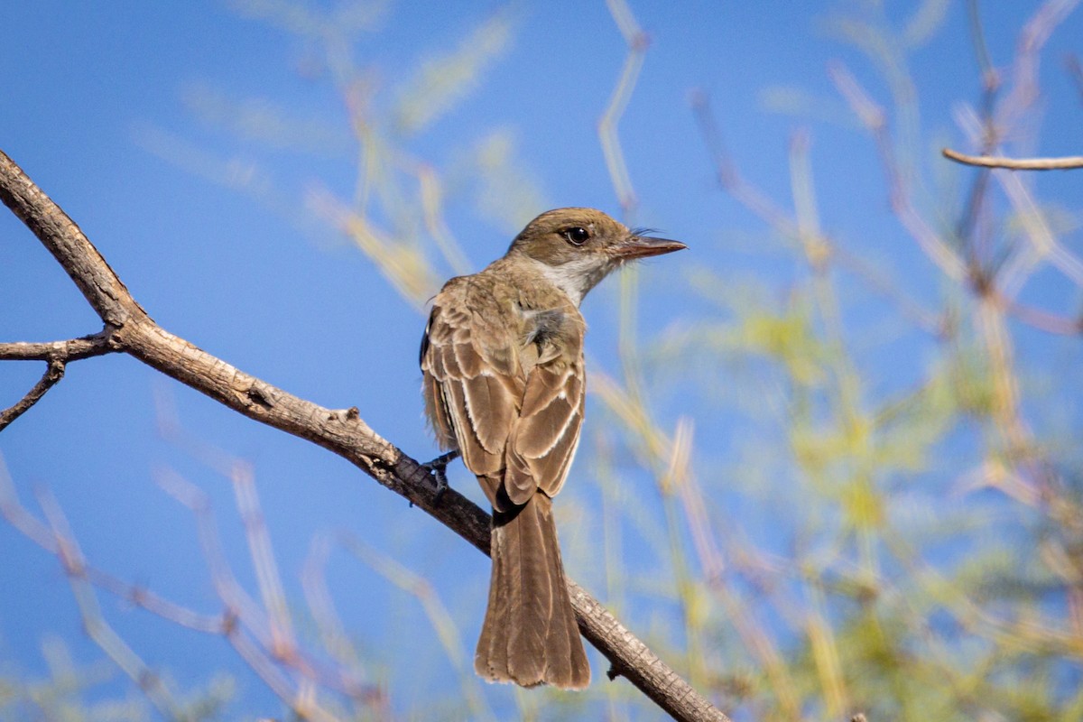 Brown-crested Flycatcher - ML615245273