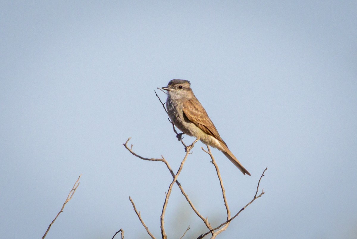 Crowned Slaty Flycatcher - ML615245276