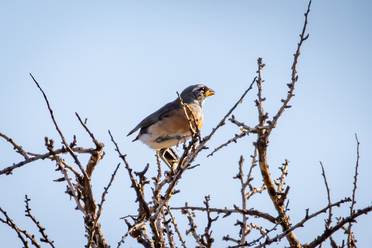 Many-colored Chaco Finch - ML615245283