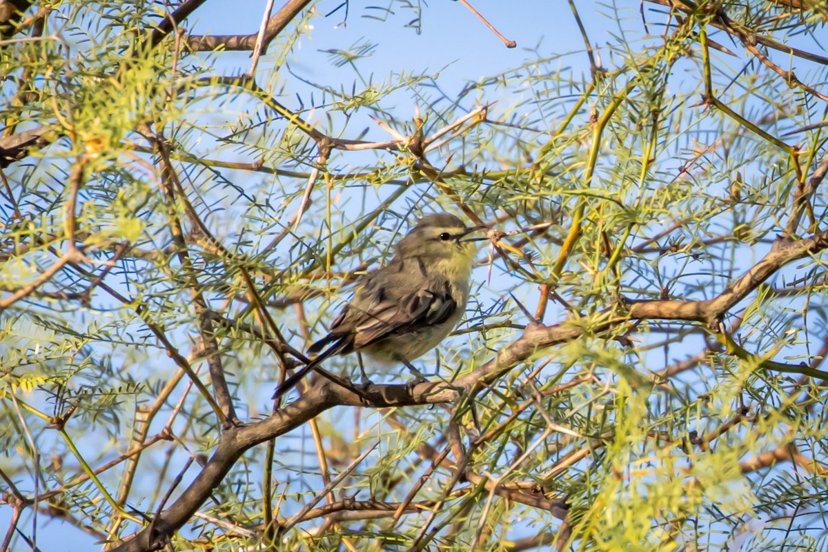 Greater Wagtail-Tyrant - ML615245297