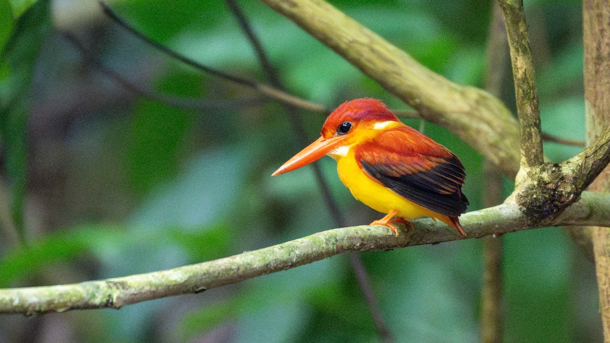 Rufous-backed Dwarf-Kingfisher - ML615245349