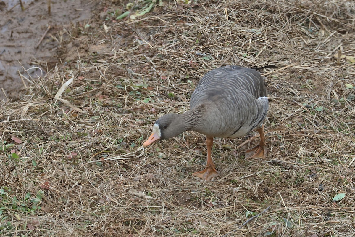 Greater White-fronted Goose (Eurasian) - ML615245378