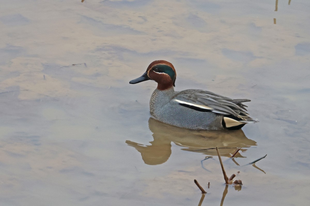 Green-winged Teal (Eurasian) - ML615245384