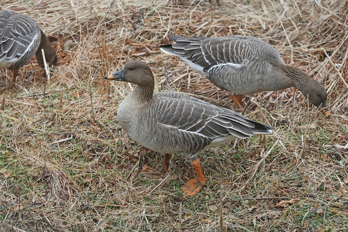 Tundrasaatgans - ML615245390