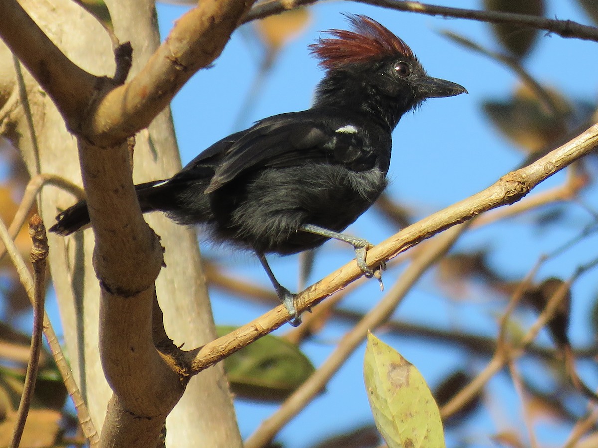 Glossy Antshrike - ML615245392