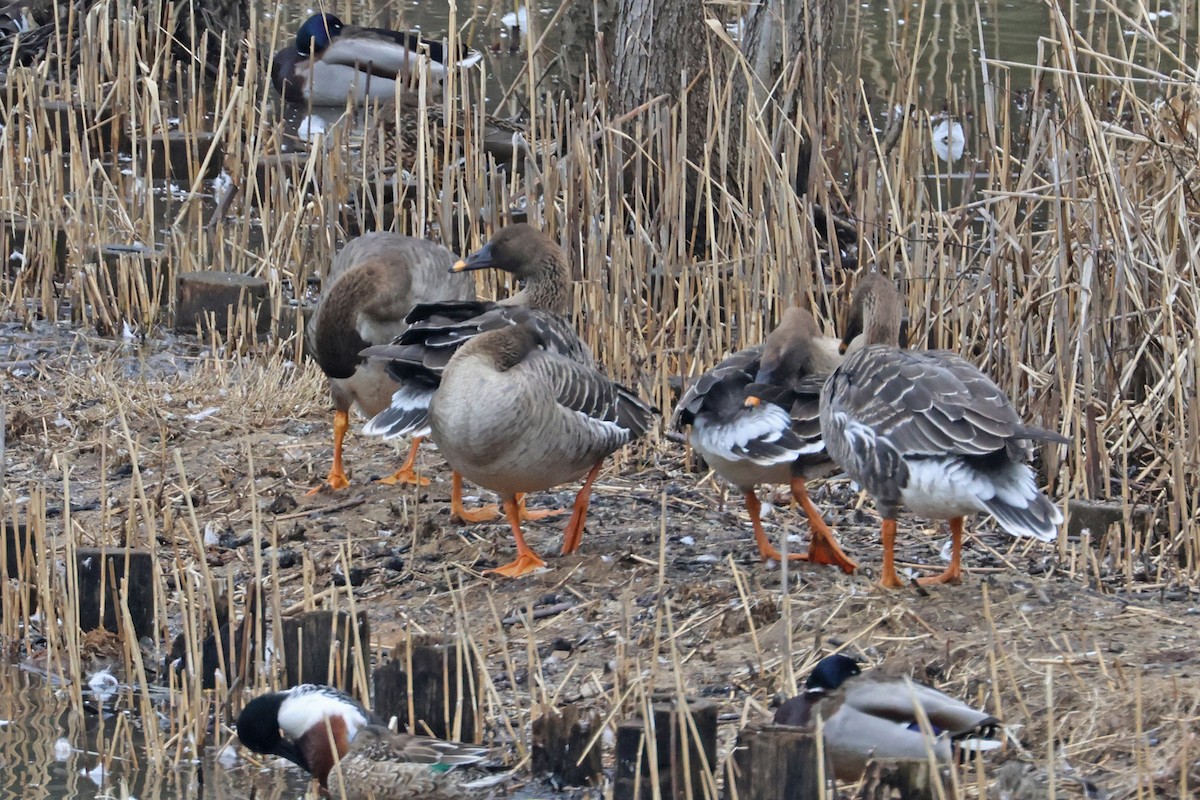 Taiga Bean-Goose - ML615245393