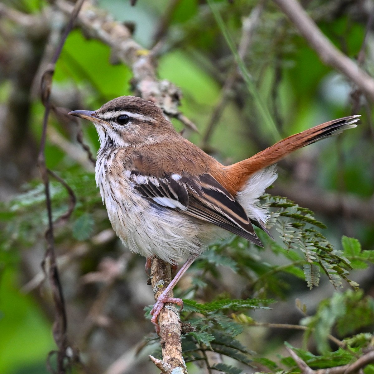 Brown-backed Scrub-Robin - ML615245430