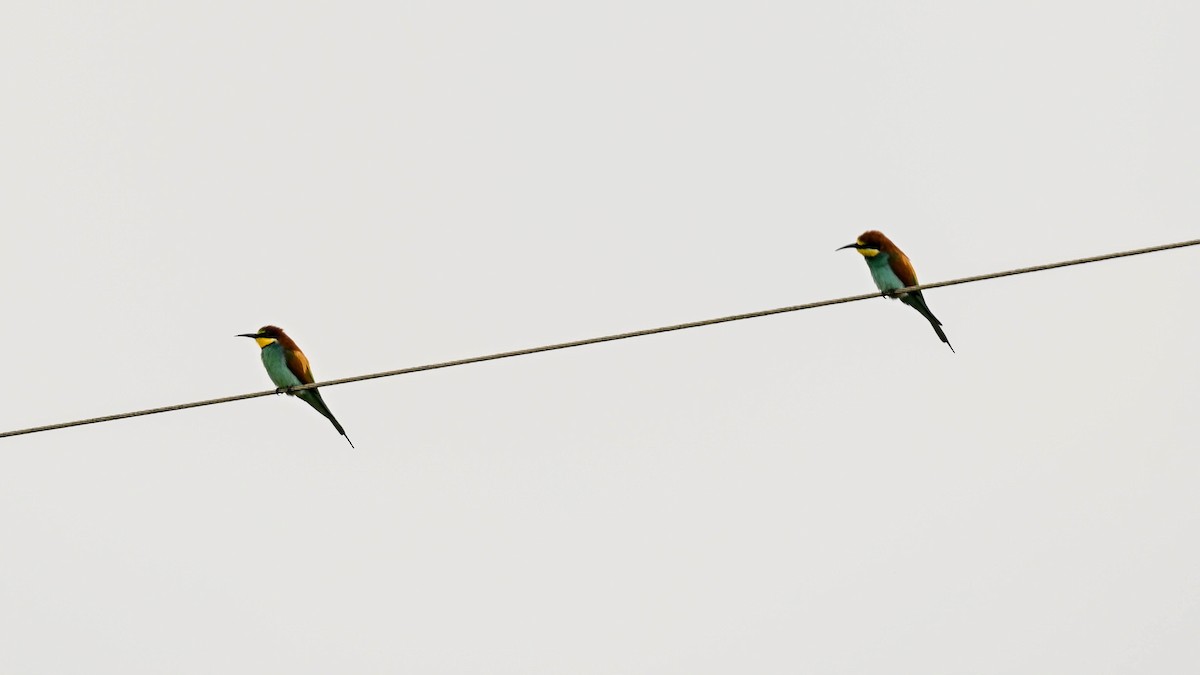 European Bee-eater - Andrew Howard