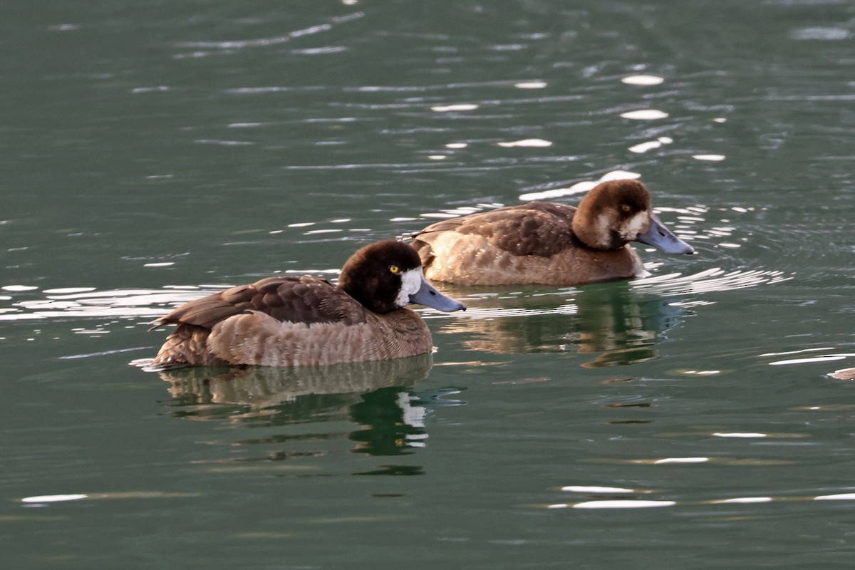 Greater Scaup - ML615245489