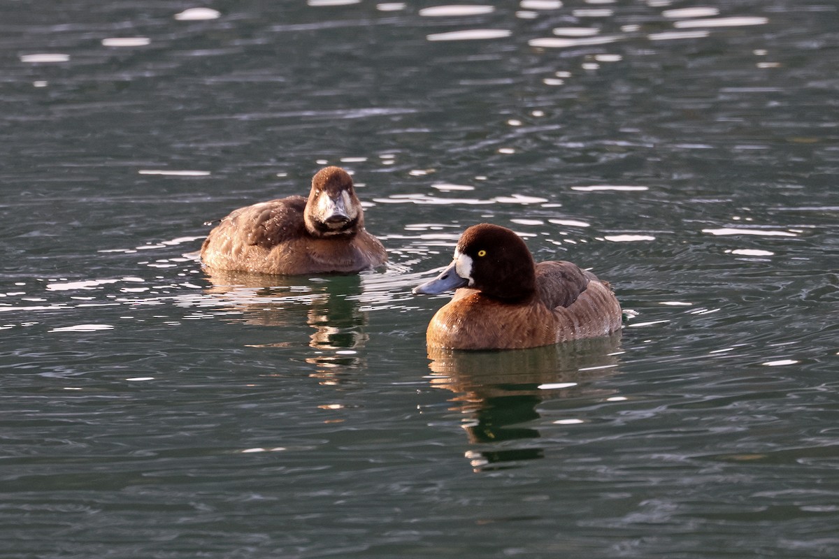Greater Scaup - ML615245491