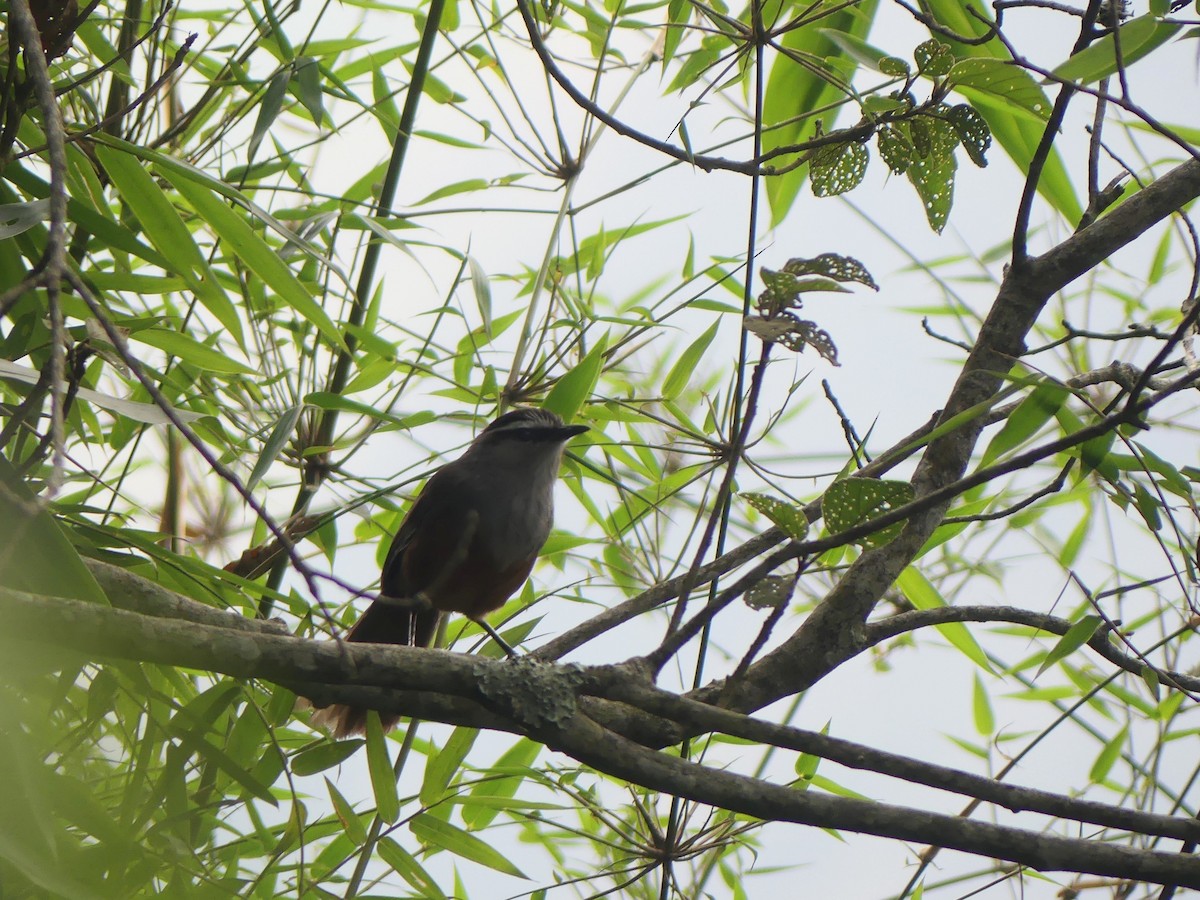 Palani Laughingthrush - Ann Kovich