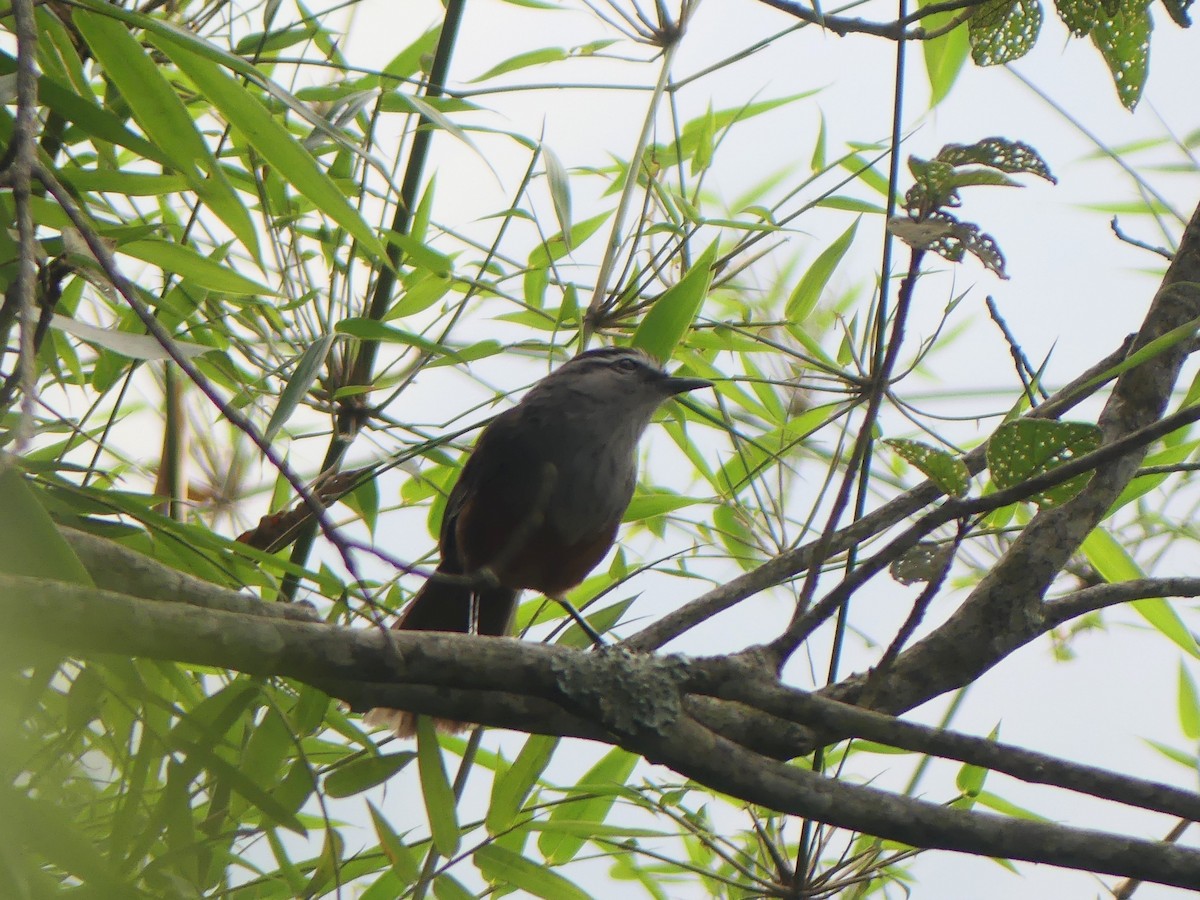 Palani Laughingthrush - ML615245507