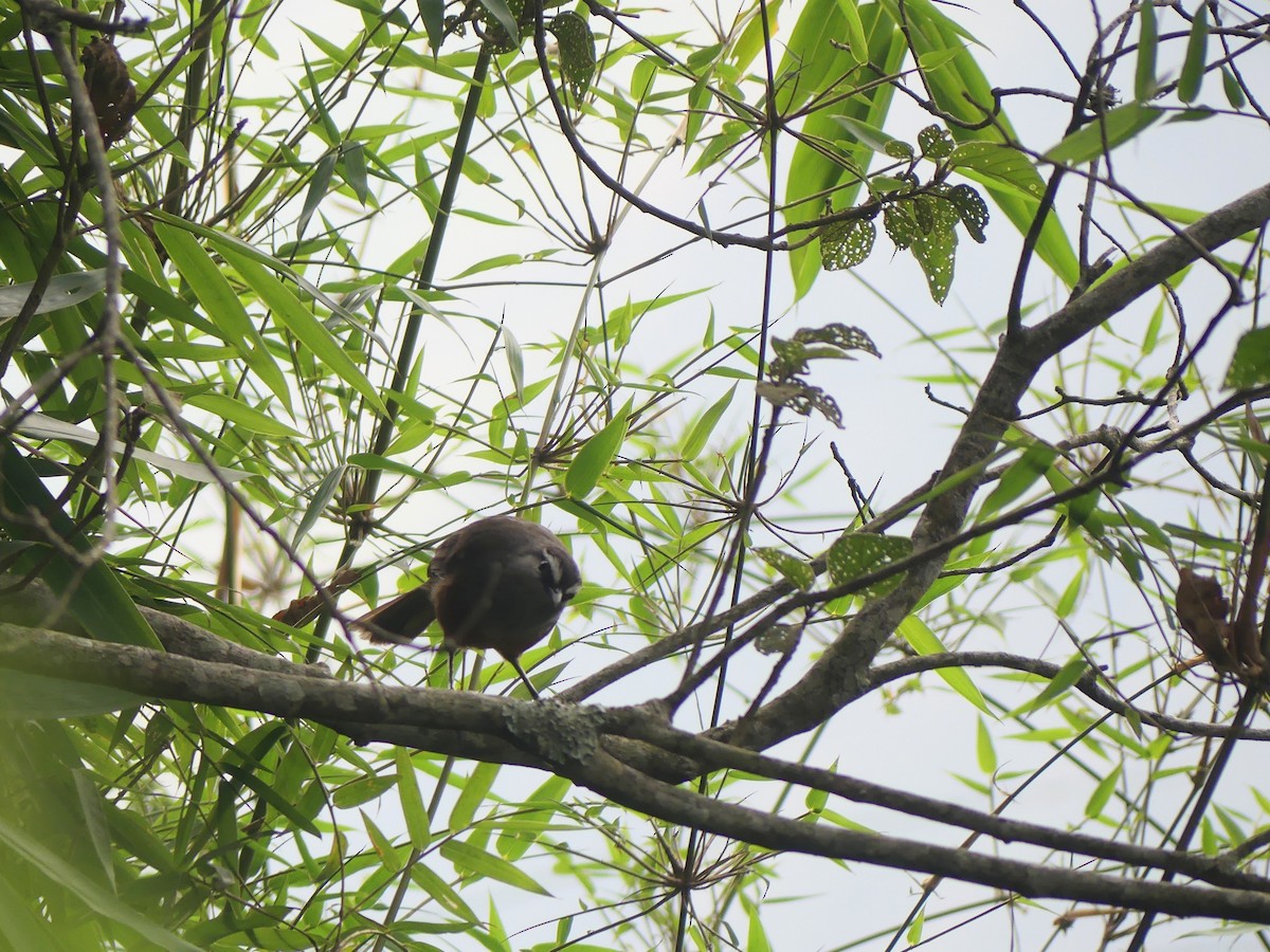 Palani Laughingthrush - Ann Kovich