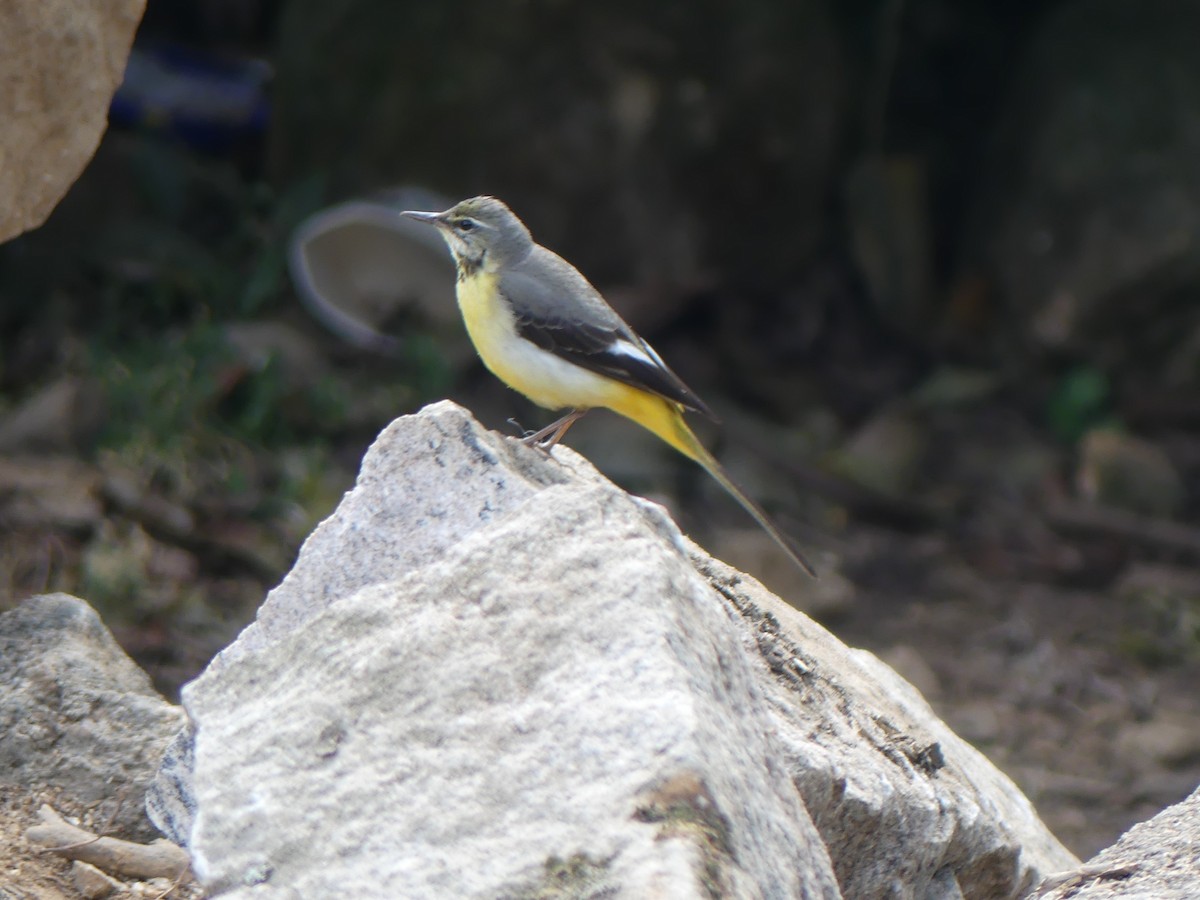 Gray Wagtail - Ann Kovich