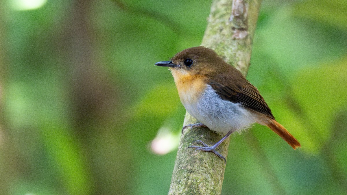 Palawan Flycatcher - ML615245524