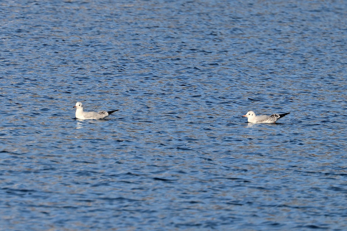 hettemåke - ML615245560