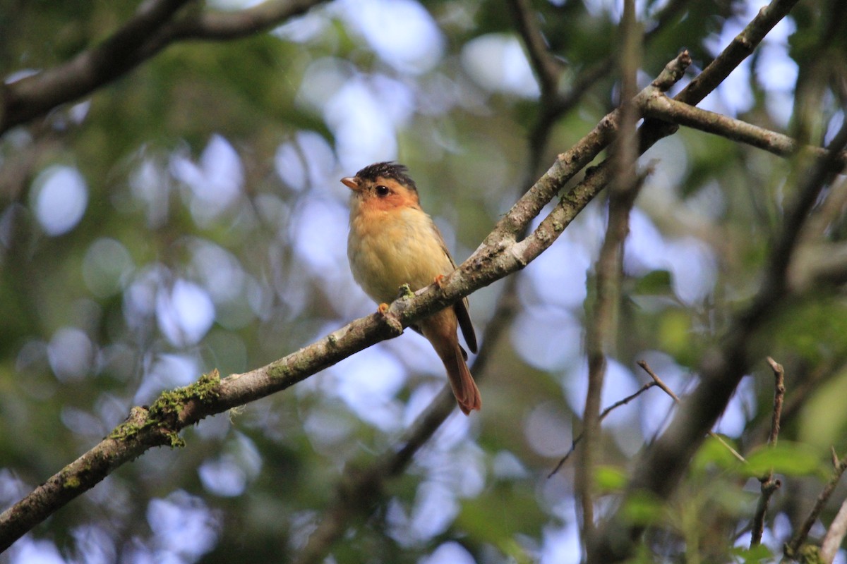 Black-capped Piprites - ML615245565