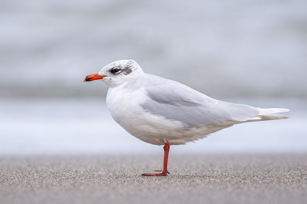 Mediterranean Gull - Frédérick Lelièvre