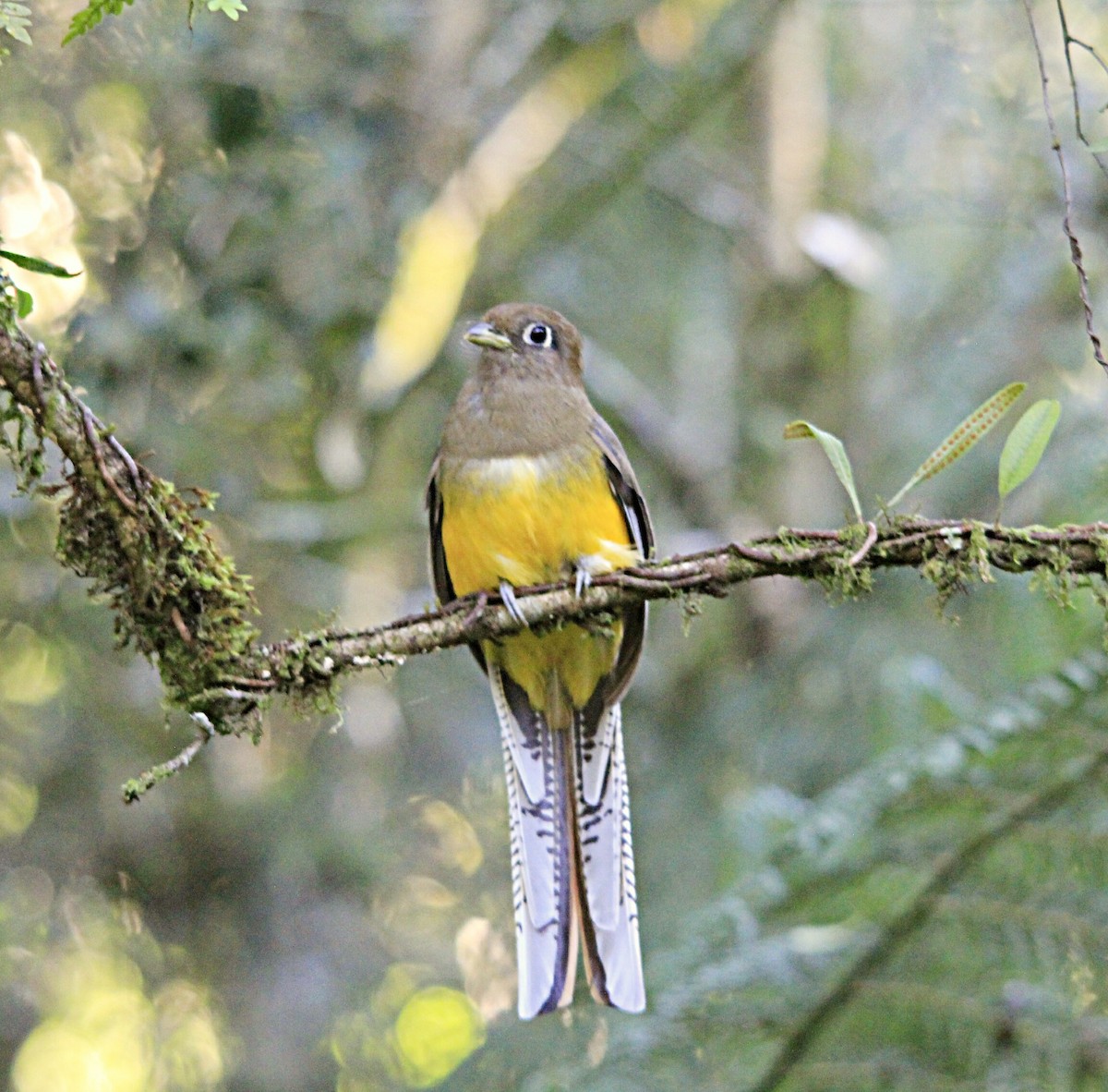 Atlantic Black-throated Trogon - ML615245596