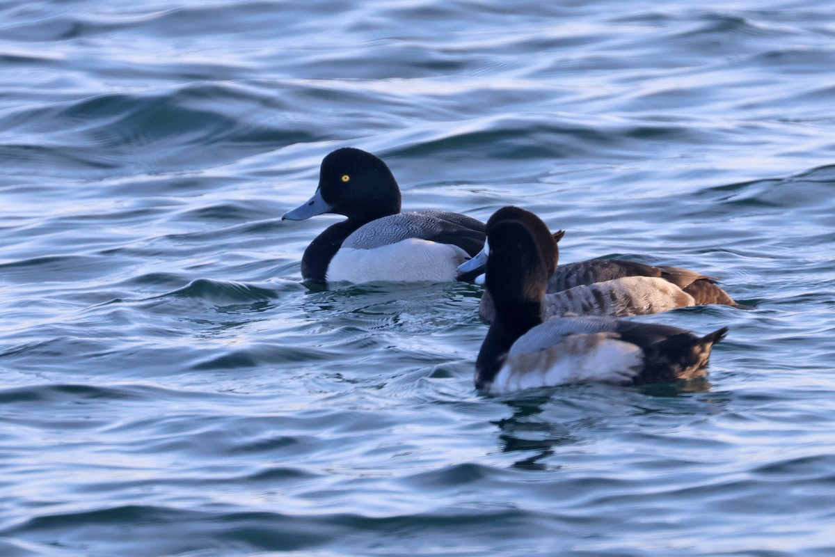 Greater Scaup - ML615245603